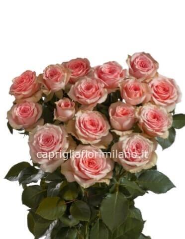 rose rosa