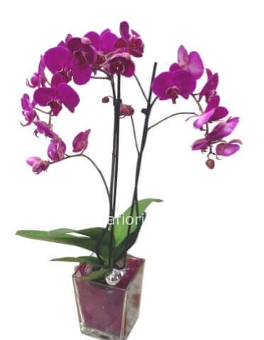 Pianta di phaleonopsis a 2 steli con vaso ceramica