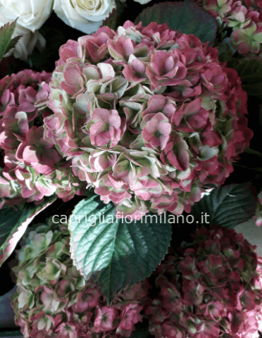 ortensie recise